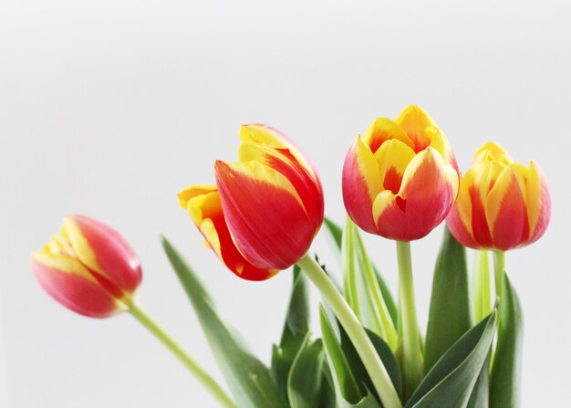 Tiro horizontal de hermosos tulipanes rojos y amarillos aislado sobre un fondo blanco.