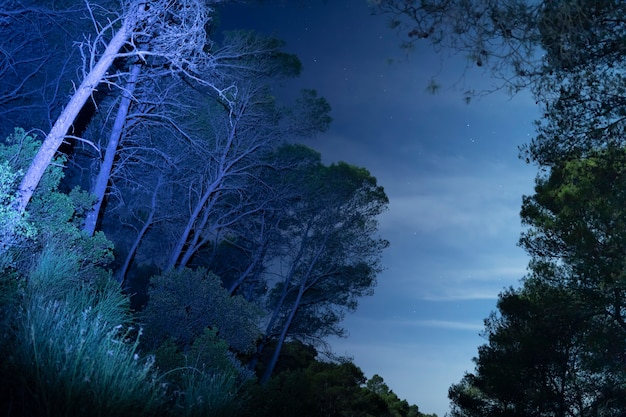 Tiro de larga exposición en bosque