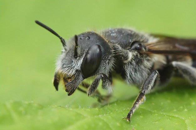 Tiro macro de una abeja de miel en una hoja verde