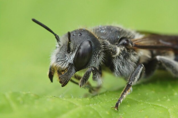 Tiro macro de una abeja de miel en una hoja verde
