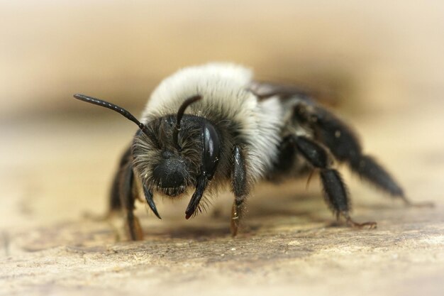 Tiro macro de abeja minera gris amenazante