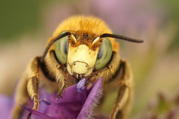 Tiro macro de una abeja que poliniza en una flor morada