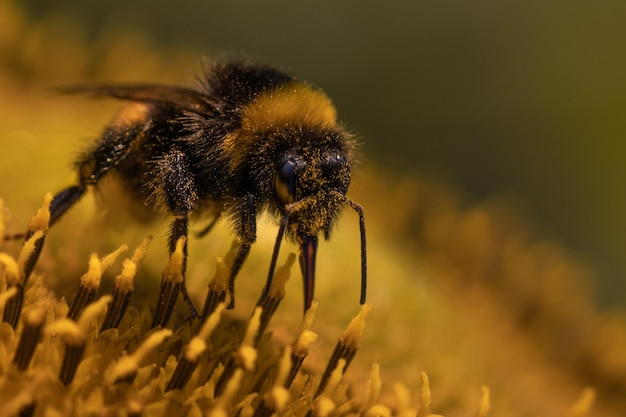 Tiro macro de una abeja que recoge el polen en una flor amarilla