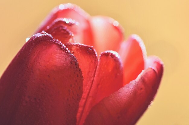 Tiro de macro de agua cae sobre una flor de tulipán