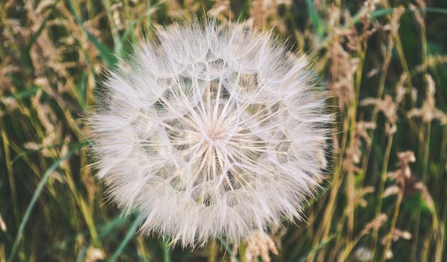 Tiro de macro de diente de león blanco en el campo durante el día