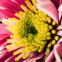 Foto gratuita tiro de macro de flor de crisantemo colorido