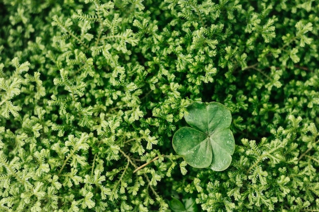 Foto gratuita tiro macro de fondo con textura de follaje