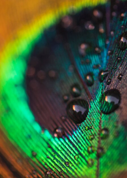 Tiro macro de la gota del agua dulce en pluma del pavo real