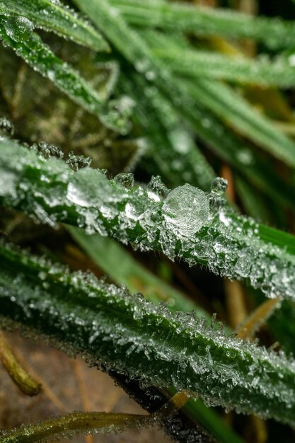 Tiro de macro de gotas de rocío congeladas en las hojas