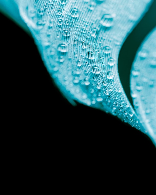 Tiro macro de las gotitas de agua en el plumaje blanco del pavo real contra fondo negro