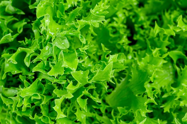 Tiro de macro de hojas de lechuga verde fresca