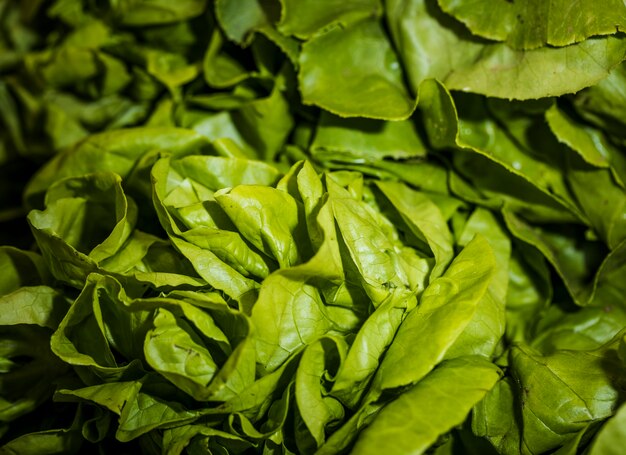 Tiro macro de lechuga fresca en tienda