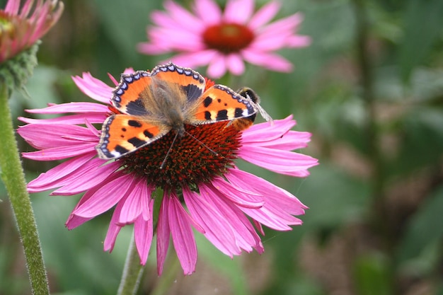 Tiro macro de una mariposa hermosa de la señora pintada en flores al aire libre