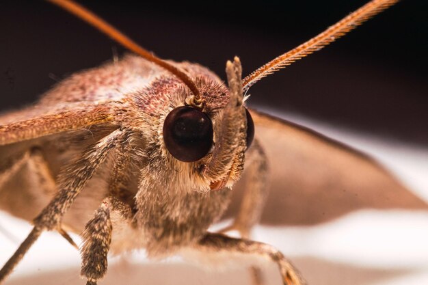 Tiro macro de una mariposa