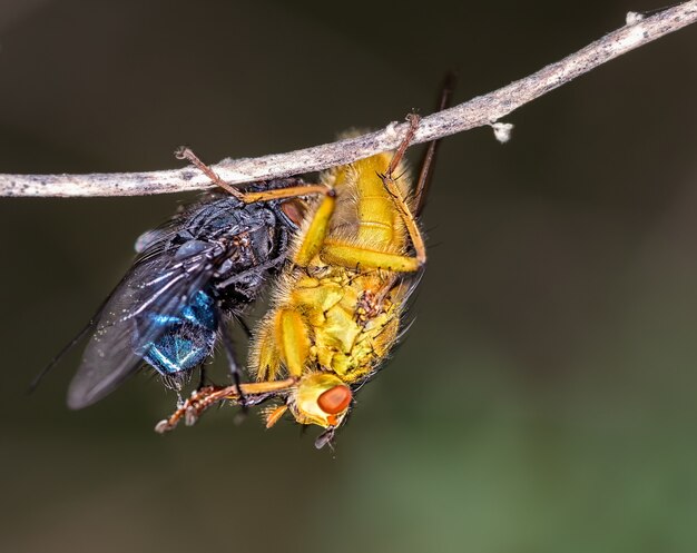 Tiro de macro de moscas en una rama