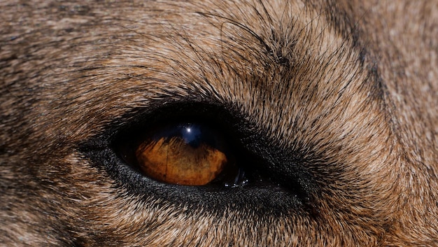 Tiro macro del ojo marrón de un lobo