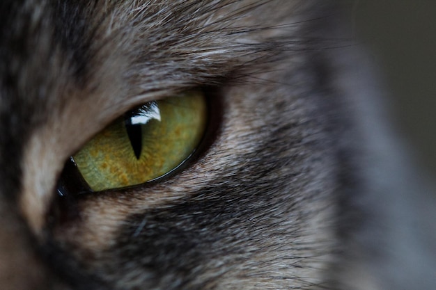 Tiro macro del ojo verde de un gato