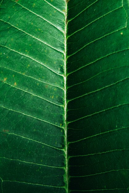 Tiro de macro de un patrón de vena de hoja