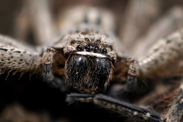 Tiro macro de una pequeña araña