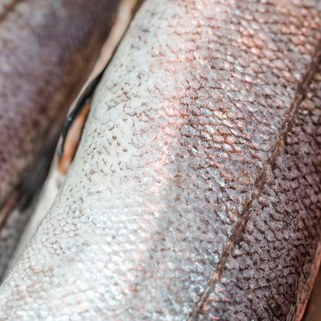 Tiro macro de pescado congelado en la tienda