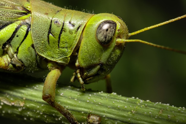 Foto gratuita tiro macro de un saltamontes en un tallo verde de una planta contra un fondo borroso