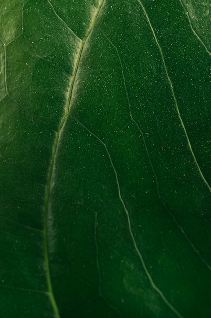 Tiro macro de la vena de la hoja