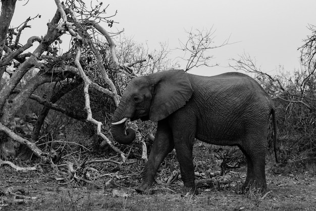 Tiro medio blanco y negro de cerca de un hermoso elefante caminando en un bosque salvaje de Sudáfrica