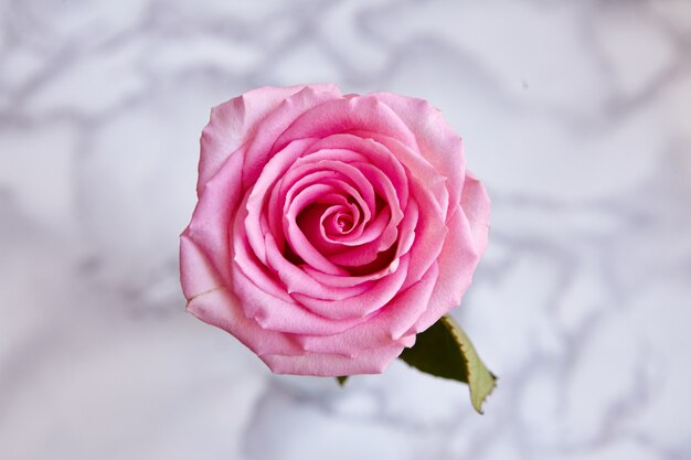 Tiro de primer plano de alto ángulo de una hermosa rosa rosa florecida