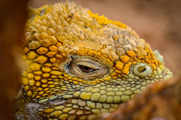 Tiro de primer plano ligeramente enfocado de una iguana amarilla