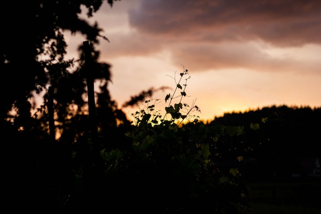 Tiro selectivo del primer de la silueta de plantas y de árboles debajo de un cielo anaranjado durante la puesta del sol