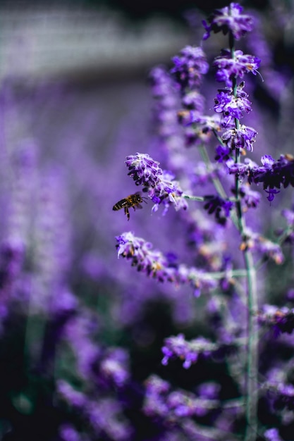 Tiro vertical de una abeja posado en una flor de lavanda