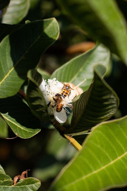 Tiro vertical de abejas en una flor de guayaba