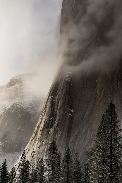 Tiro vertical de abetos cerca de altas colinas cubiertas de niebla