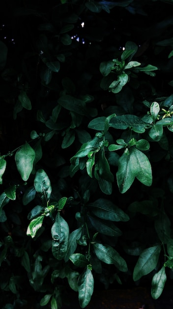 Tiro vertical de alto ángulo de hojas verdes que crecen en medio de un jardín