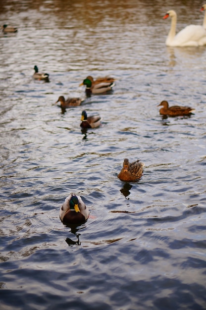 Tiro vertical de alto ángulo de los lindos patos nadando en el lago