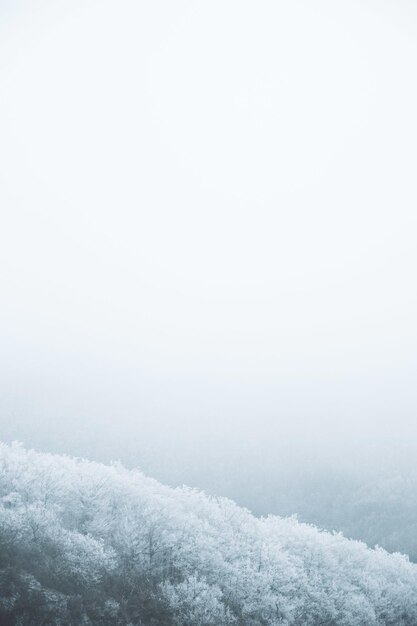 Tiro vertical de ángulo alto de árboles cubiertos de nieve en las montañas en un día de niebla