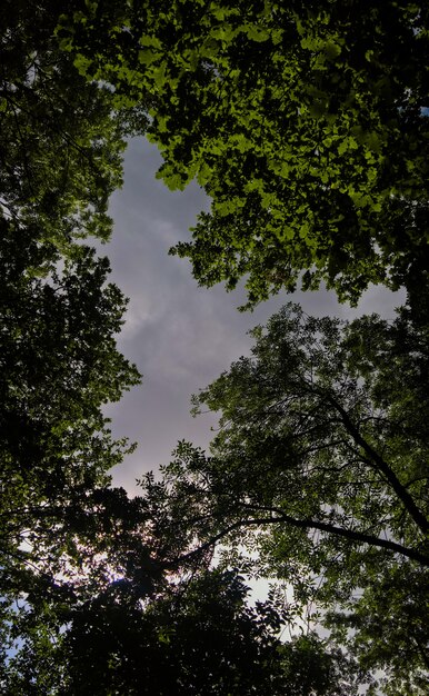 Foto gratuita tiro vertical de ángulo bajo de los árboles bajo el cielo nublado