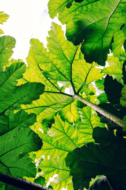 Tiro vertical de ángulo bajo de hojas verdes bajo la sombra del sol - ideal para fondos de pantalla