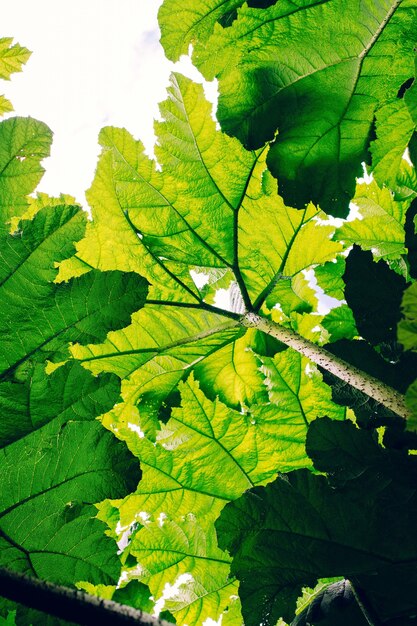 Tiro vertical de ángulo bajo de hojas verdes bajo la sombra del sol - ideal para fondos de pantalla