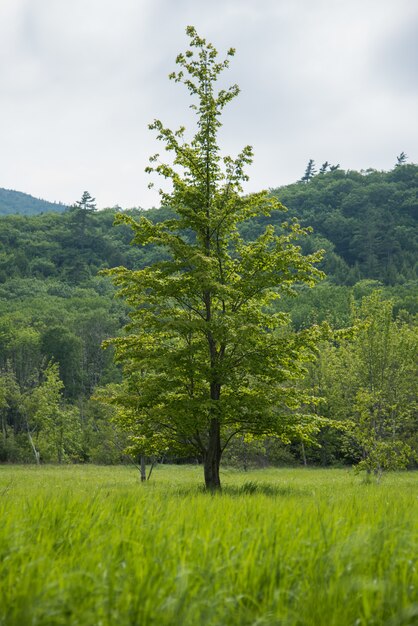 Tiro vertical de un árbol alto en el centro de un campo verde y un bosque en el fondo