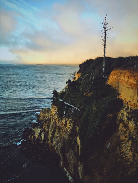 Tiro vertical de un árbol alto y seco en un acantilado rodeado de vegetación cerca de un mar