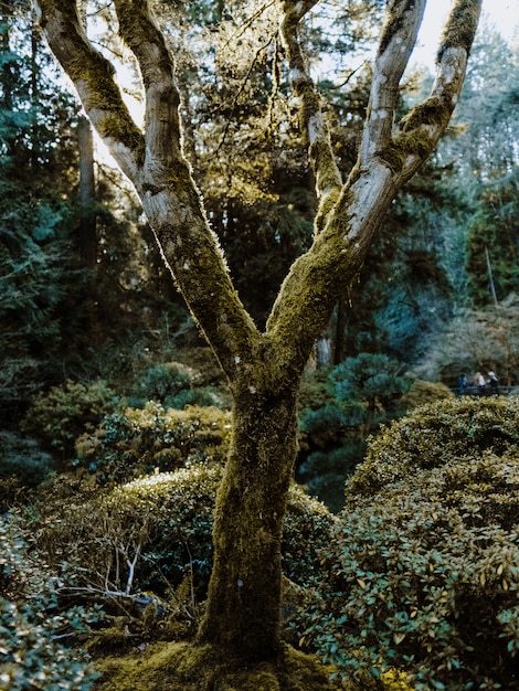 Tiro vertical de un árbol cubierto de musgo rodeado de plantas en un bosque