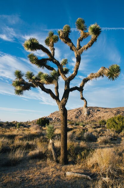 Tiro vertical de un árbol del desierto en un campo seco con cielo azul nublado