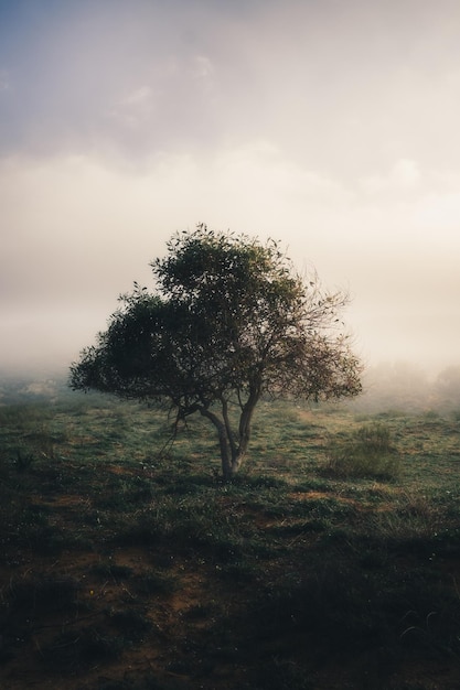 Foto gratuita tiro vertical de un árbol en el fondo del cielo blanco