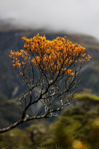 Tiro vertical de un árbol con hojas amarillas durante el otoño