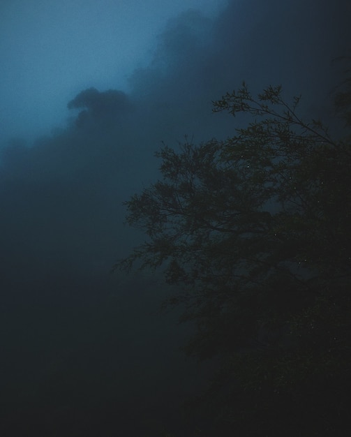 Tiro vertical de un árbol con una nube oscura