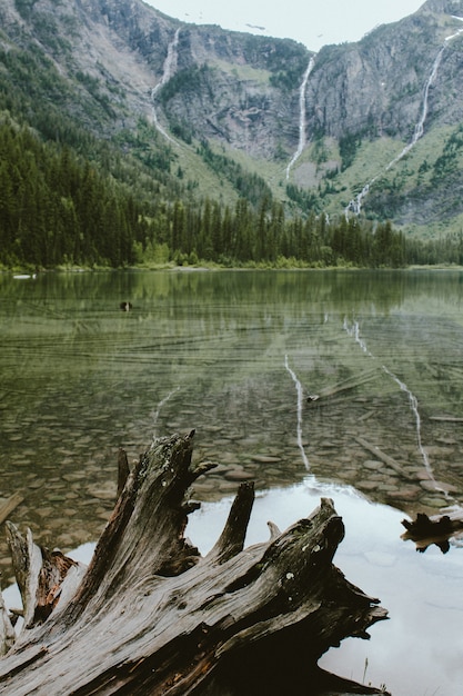 Tiro vertical de un árbol roto en Avalanche Lake cerca de un bosque y una montaña