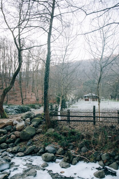 Tiro vertical de árboles desnudos en el bosque en un día de invierno y una pequeña casa