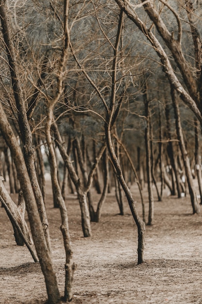 Foto gratuita tiro vertical de árboles sin hojas en un parque durante el otoño