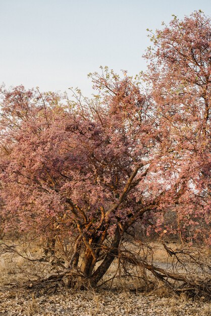 Tiro vertical de árboles secos rosados en medio de un campo